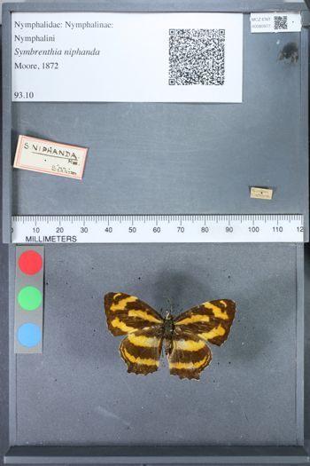 Media type: image;   Entomology 80977